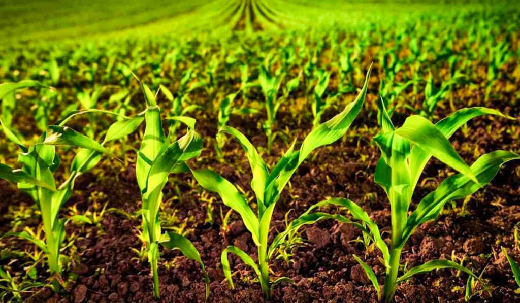 Natural and organic farming