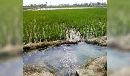 punjab water and soil