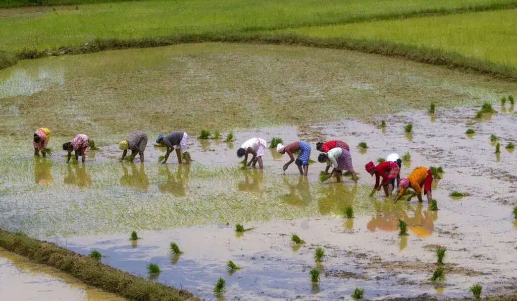 1250 farmers to adopt