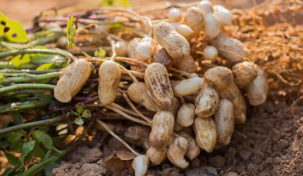 ਪੰਜਾਬ ਦੀ ਖੇਤੀ ਵਿੱਚ ‘ਪੀਲੀ ਕ੍ਰਾਂਤੀ’ ਦਾ ਉਭਾਰ ਅਤੇ ਤੇਲ ਬੀਜਾਂ ਦੀ ਕਾਸ਼ਤ 5 Groundnut crop