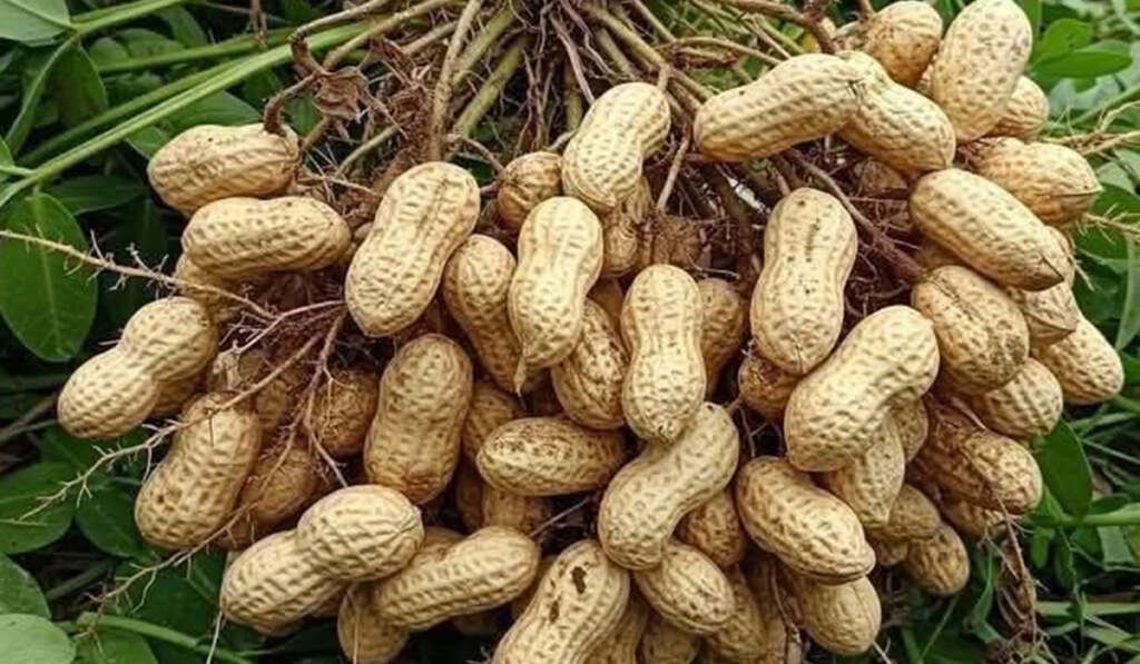 ਪੰਜਾਬ ਦੀ ਖੇਤੀ ਵਿੱਚ ‘ਪੀਲੀ ਕ੍ਰਾਂਤੀ’ ਦਾ ਉਭਾਰ ਅਤੇ ਤੇਲ ਬੀਜਾਂ ਦੀ ਕਾਸ਼ਤ 6 Strong guarantee