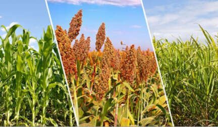 crop diversification