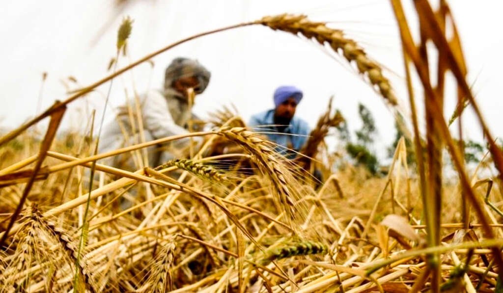 traditional crop cycle