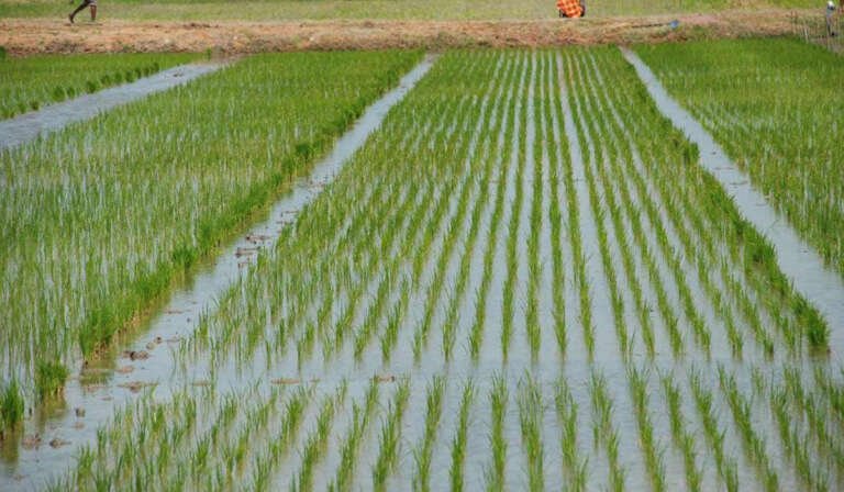 Punjabs declining groundwater level