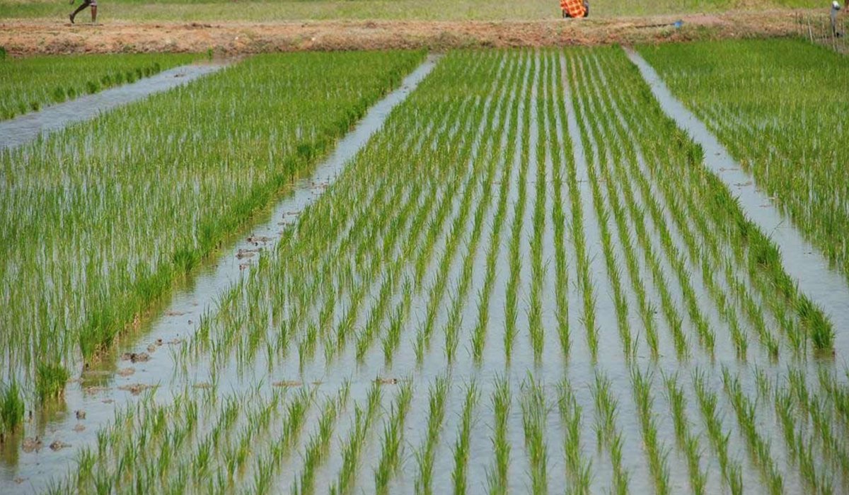 Punjabs declining groundwater level