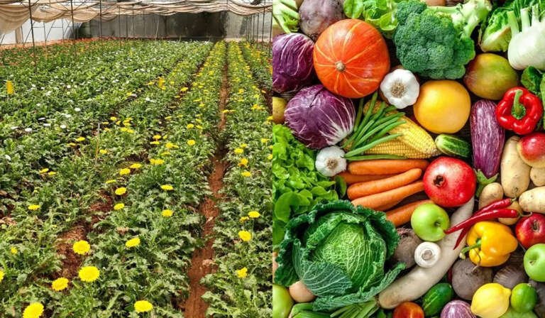 ਬਾਗਬਾਨੀ! ਸਿਰਫ਼ ਖੇਤੀ ਨਹੀਂ, ਇੱਕ ਉੱਨਤ ਵਿਗਿਆਨ 10 Horticulture Not just agriculture
