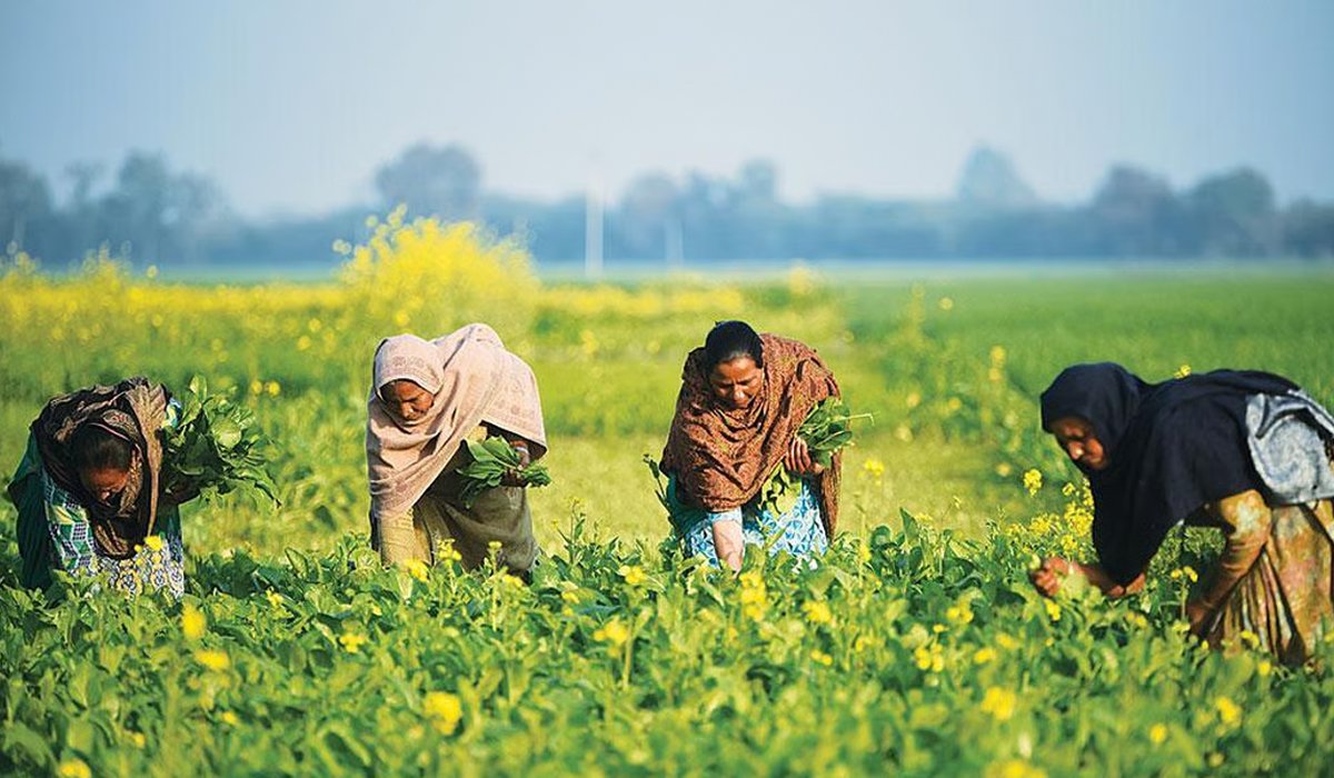 Women who feed Punjab
