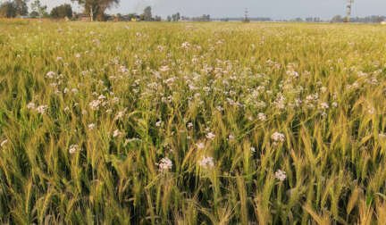 crisis in Punjabs agriculture