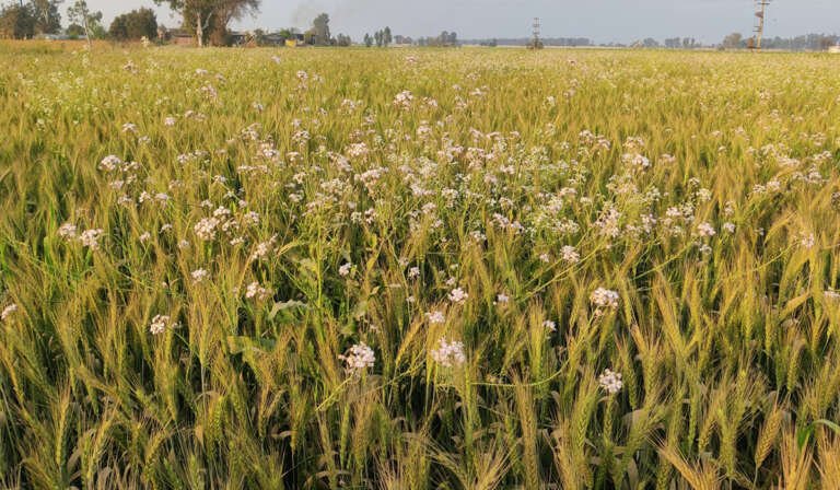 crisis in Punjabs agriculture