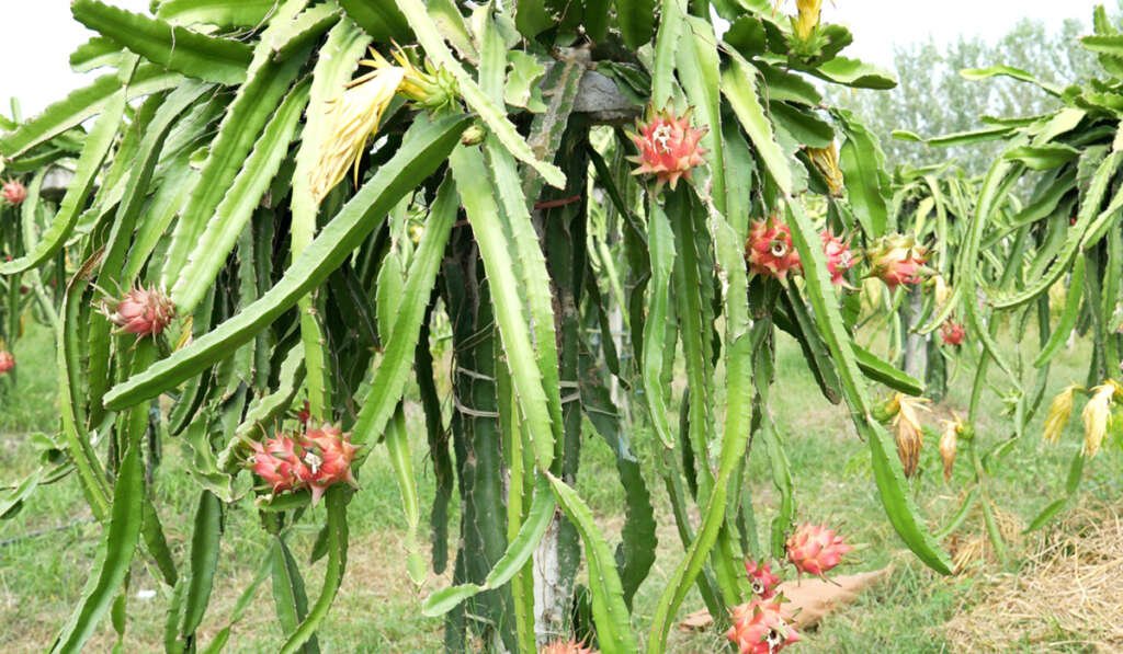 Organic farming and home made fertilizers