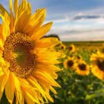 Sunflower returns to Punjab