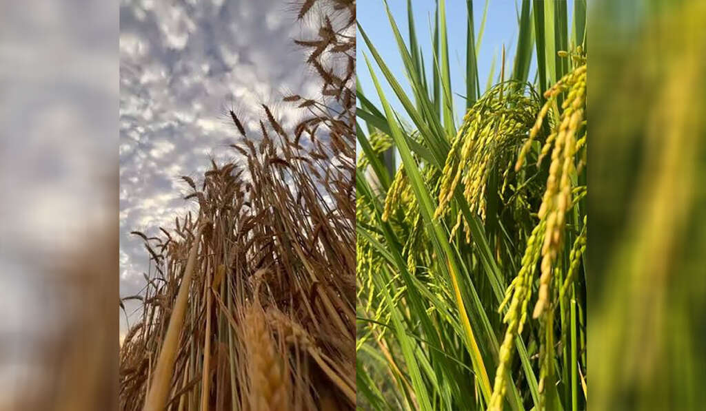 ਪੰਜਾਬ 'ਚ ਬਾਂਸ ਦੀ ਖੇਤੀ; ਕੇਂਦਰ ਦੇ ਫਾਰਮੂਲੇ ਨਾਲ ਸੰਕਟ 'ਚੋਂ ਨਿਕਲੇਗਾ ਸੂਬਾ? 4 Challenges of paddy wheat crop rotation
