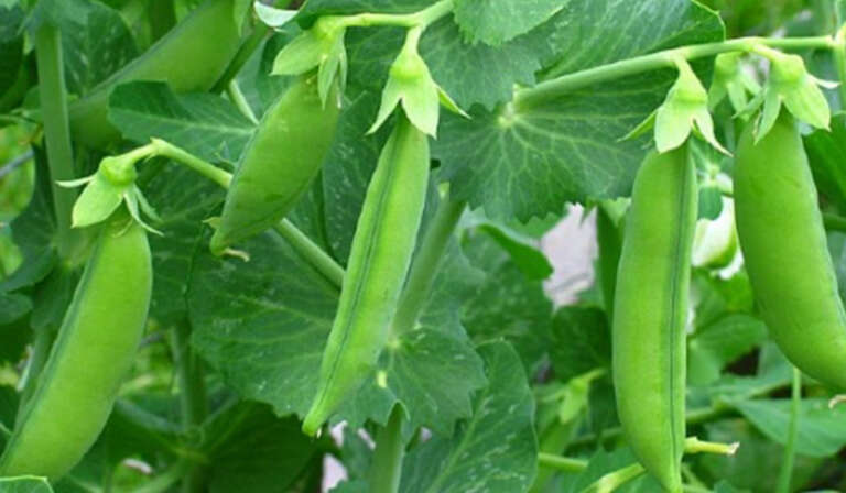 How to manage diseases and when should peas be harvested 768x448 1