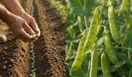 Pea Cultivation