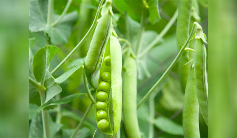 Peas can also be cultivated in home gardens and pots 768x448 1