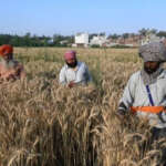 Real Income of Punjabs Farmers