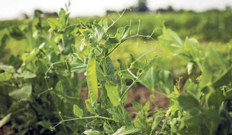 Soil and Varieties for Pea Cultivation 768x448 1