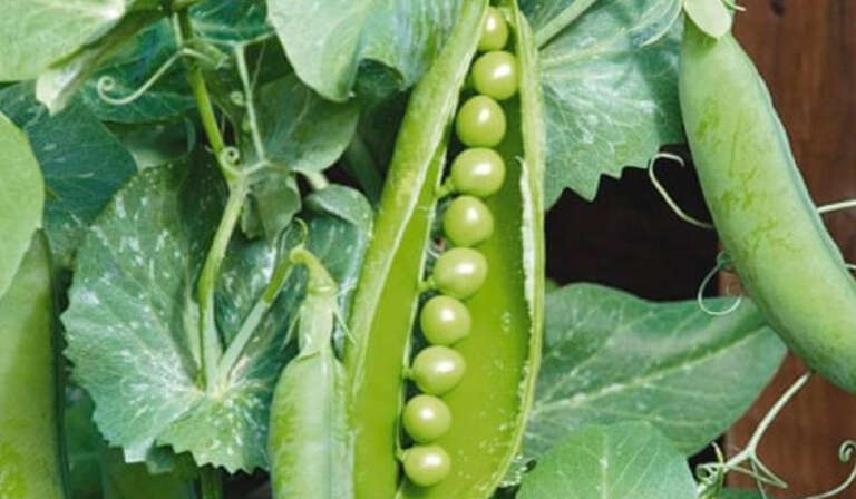 Sowing Time Seed Quantity Treatment and Fertilizer Use 768x448 1